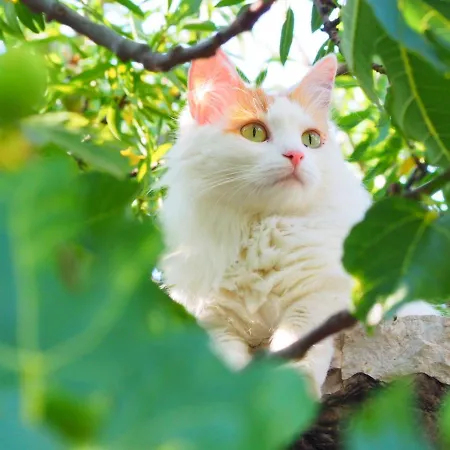 Apartamento Dida Jakov Primošten