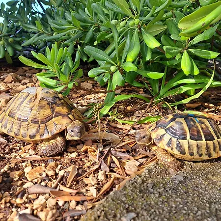 Apartamento Dida Jakov