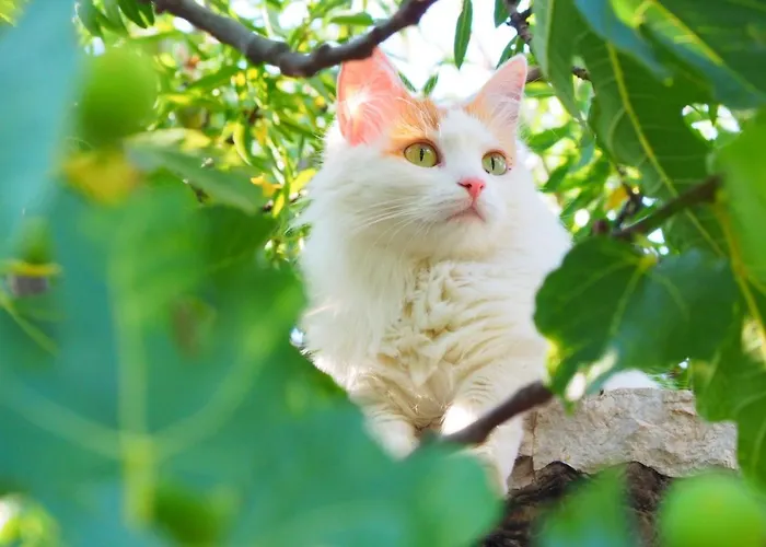 Apartman Dida Jakov Primošten